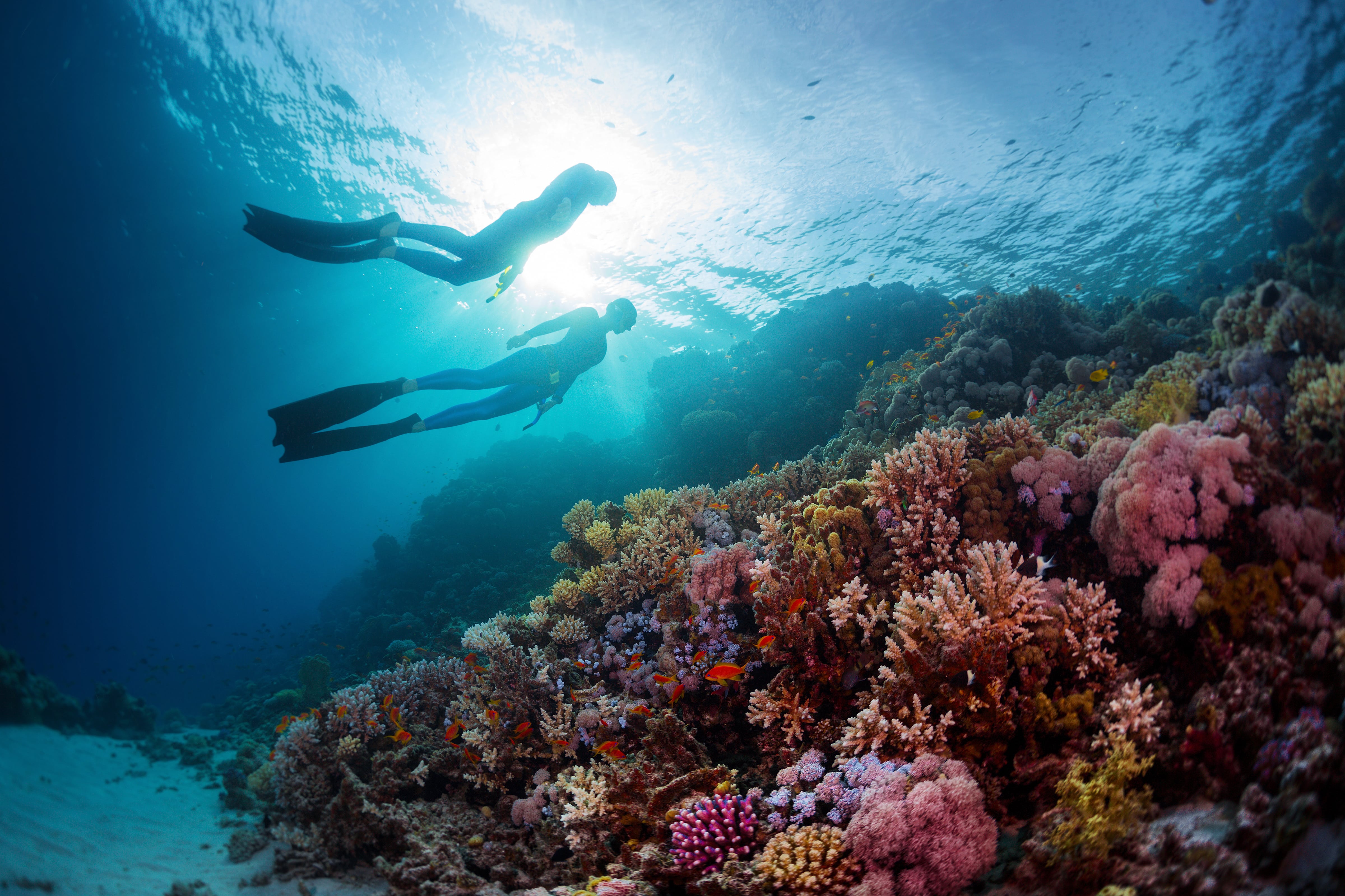 Blue Reef Diver Receives Prestigious PADI EMEA Gold Professional Development Excellence Award for 2024