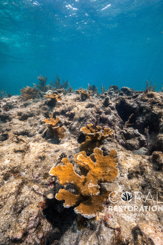 Coral Restoration Foundation, Wednesday, July 10, 2019, Press release picture