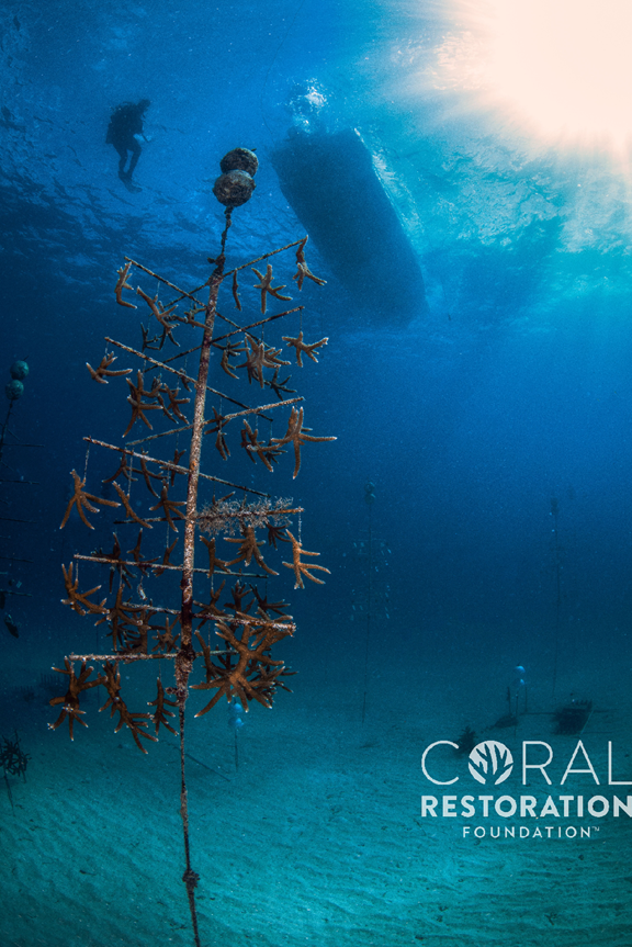 Coral Restoration Foundation, Wednesday, July 10, 2019, Press release picture