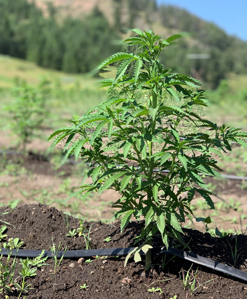 Pac Roots Cannabis Corp., Tuesday, July 7, 2020, Press release picture