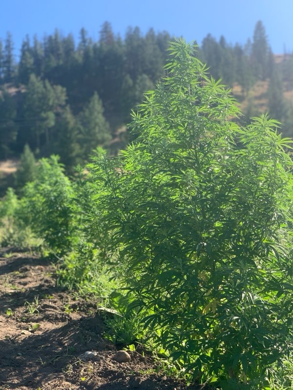 Pac Roots Cannabis Corp., Monday, August 31, 2020, Press release picture