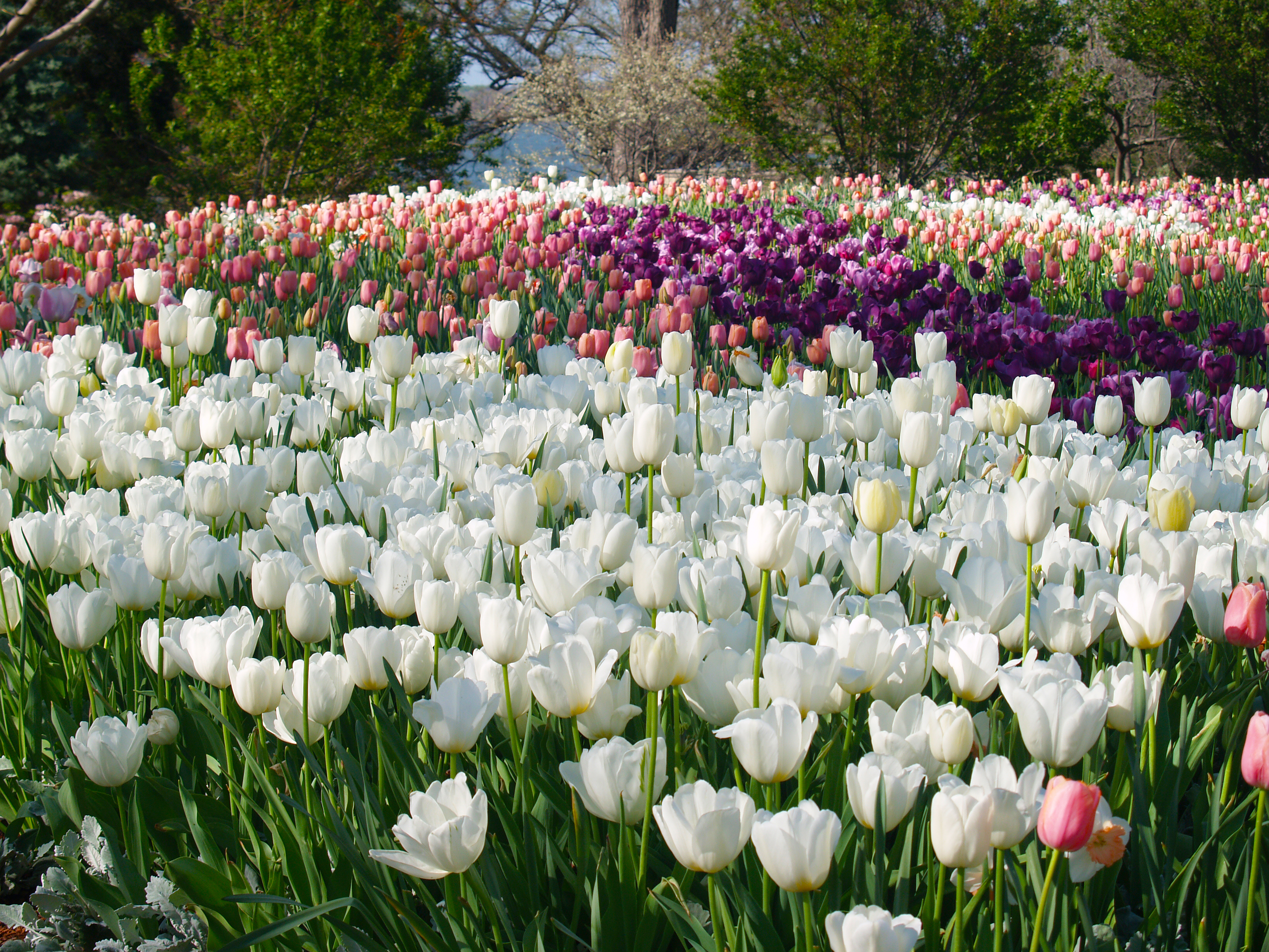 Dallas Arboretum and Botanical Garden, Monday, January 18, 2021, Press release picture