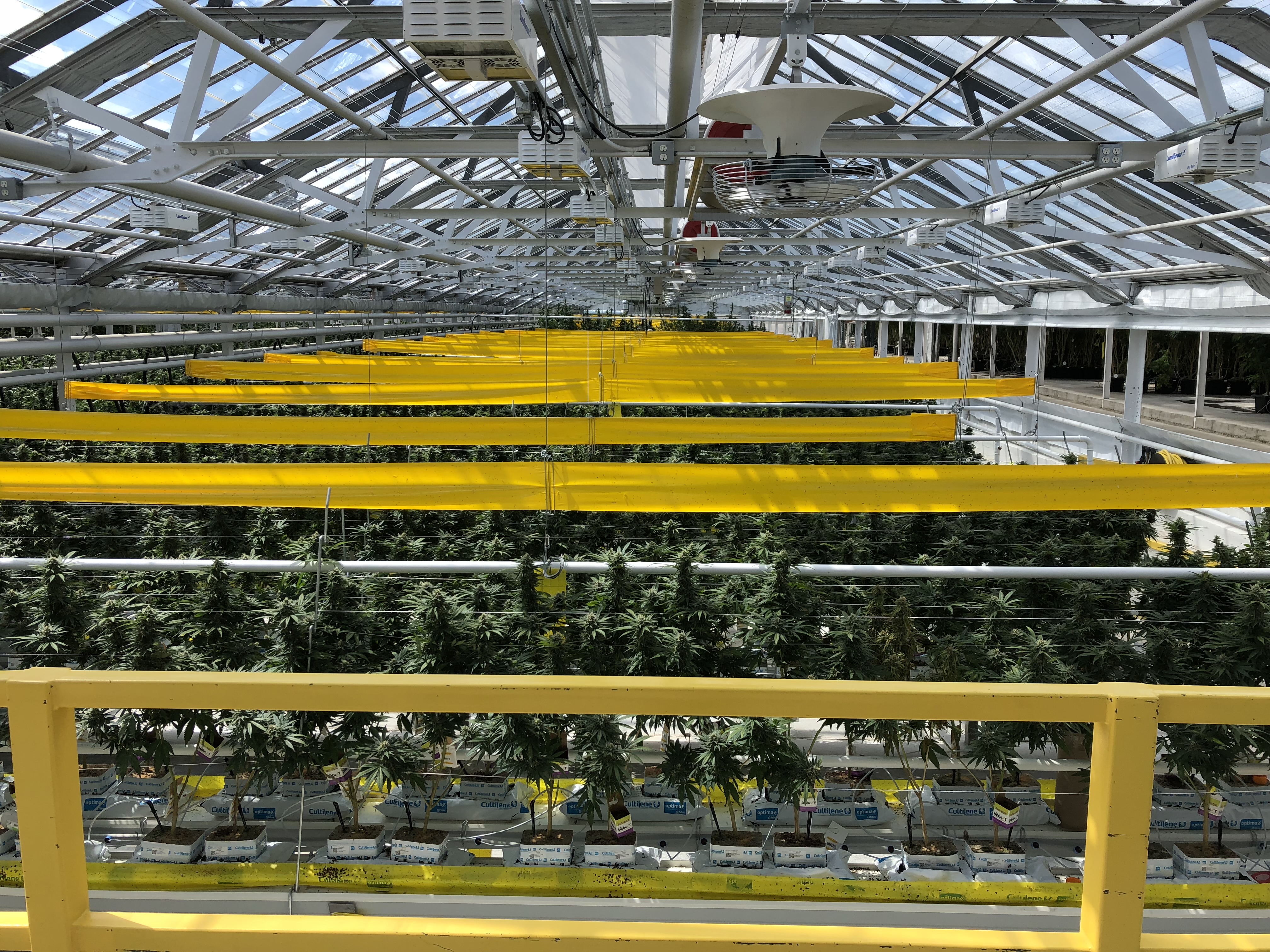 MMJ International Holdings, Tuesday, March 23, 2021, Press release picture