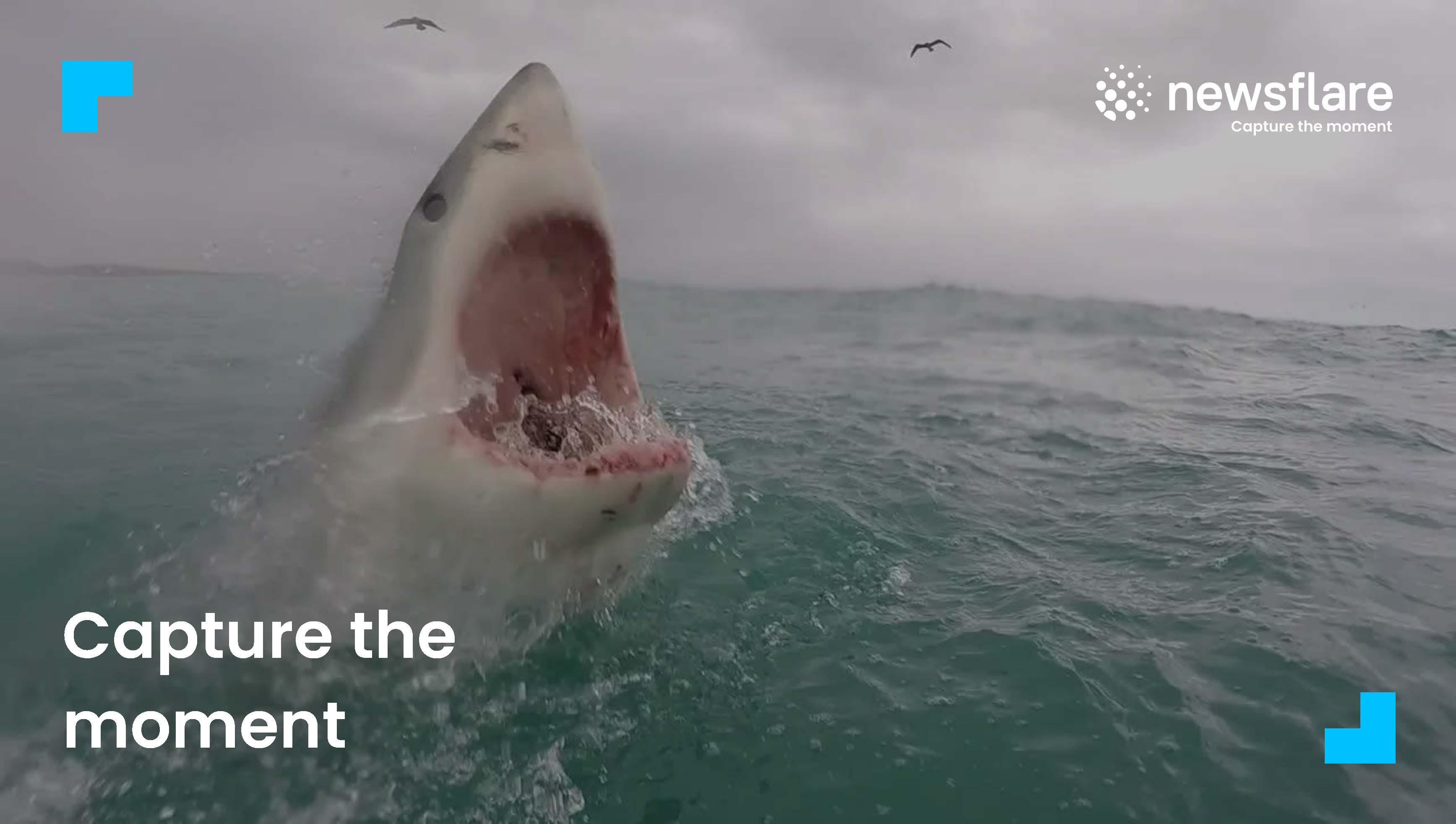 Про акул воды. Самая страшная акула в мире. Страшные акулы в океане.