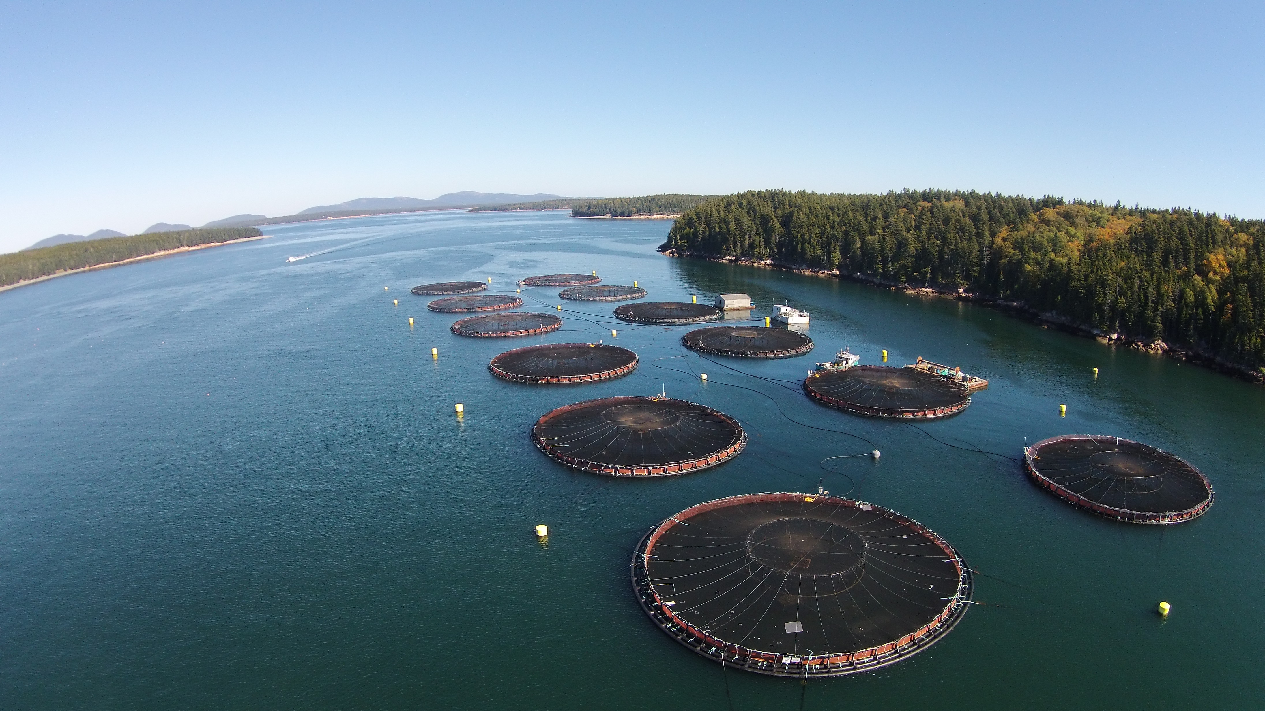Saving Seafood, Thursday, July 28, 2022, Press release picture