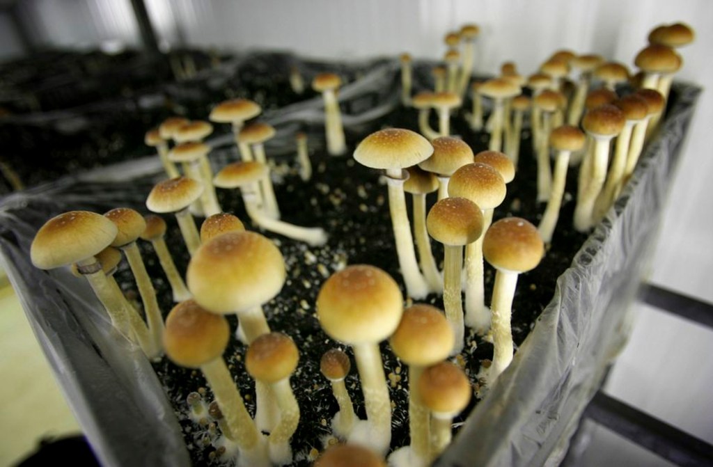Oregon becomes first state to legalize psychedelic mushrooms - oregonlive.com